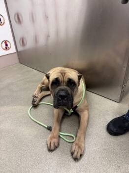 Cane Corso and Mixed Breed Dogs Available for Adoption - Katniss | PetCurious