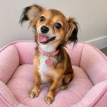 Kitty -  Papillon and Chihuahua Dog for Adoption in Crosby, Texas - Kitty | PetCurious