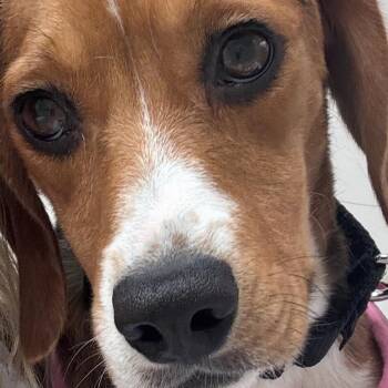 Maple -  Beagle Dog for Adoption in West Allis, Wisconsin - Maple | PetCurious