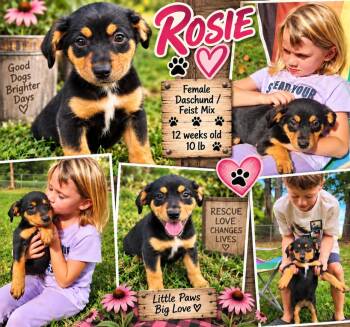 ROSIE -  Dachshund and Rat Terrier Dog for Adoption in Jackson, Tennessee - ROSIE | PetCurious