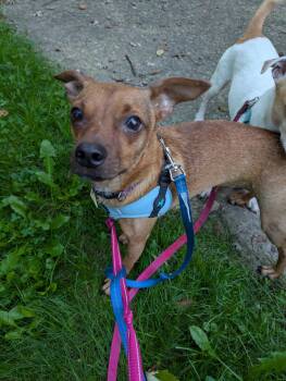 Moe -  Chihuahua and Brussels Griffon Dog for Adoption in Pittsburgh, Pennsylvania - Moe | PetCurious