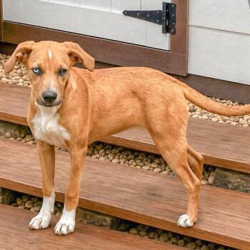 Skye aka Rene -  Plott Hound Dog for Adoption in Okolona, Mississippi - Skye Aka Rene | PetCurious