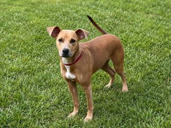 Annie Bell -  Labrador Retriever and Mixed Breed Dog for Adoption in Medfield, Massachusetts - Annie Bell | PetCurious