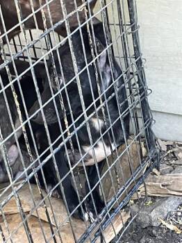 SHENZI -  Mixed Breed Dog for Adoption in Dallas, Texas - SHENZI | PetCurious