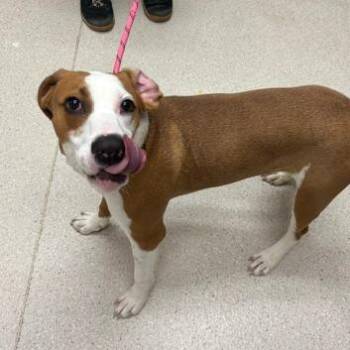 Todd -  Mixed Breed Dog for Adoption in Murray, Utah - Todd | PetCurious