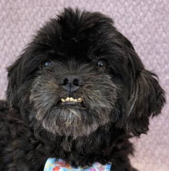 Shih Tzu Dogs Available for Adoption in Lodi, California - Gizmo | PetCurious