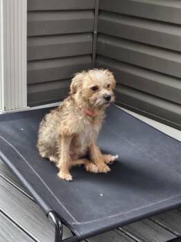 Rescue Terrier Dogs for Adoption in Catasauqua, Pennsylvania - Jane Doe | PetCurious