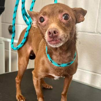 Honey D12091 -  Chihuahua Dog for Adoption - Honey D12091 | PetCurious