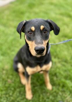 Rescue Doberman Pinscher Dogs for Adoption in Victorville, California - Rambo #1774 (405) | PetCurious
