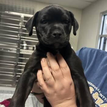 Rottweiler and Mixed Breed Dogs Available for Adoption in Greenville, South Carolina - Coffee Bean | PetCurious