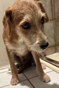 BRIAN -  Terrier Dog for Adoption in El Cajon, California - BRIAN | PetCurious