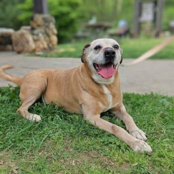 Boxer Dogs Available for Adoption in Shelby, North Carolina - Missy | PetCurious
