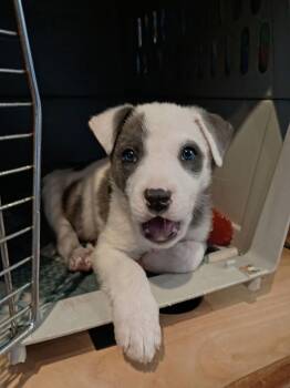 Border Collie Dogs Available for Adoption - Wilbur | PetCurious