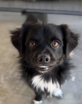 Rescue Pekingese and Chihuahua Dogs for Adoption in Littlerock, California - Pepper | PetCurious
