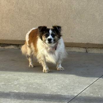 Rescue Shih Tzu and Chihuahua Dogs for Adoption in Parkersburg, West Virginia - Maggie | PetCurious