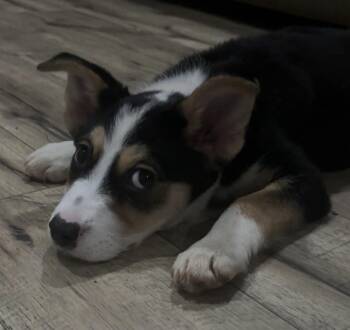 Chihuahua and Terrier Dogs Available for Adoption - Mochi | PetCurious