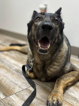 Sadie 7327 -  German Shepherd Dog Dog for Adoption in Centreville, Virginia - Sadie 7327 | PetCurious
