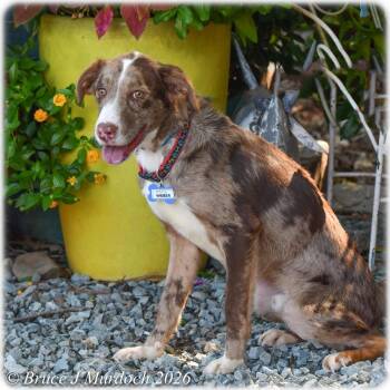 Weber -  Australian Shepherd Dog for Adoption in Wake Forest, North Carolina - Weber | PetCurious