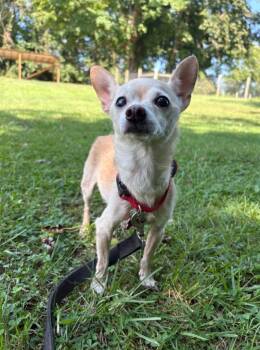 Nicky -  Chihuahua Dog for Adoption in Maysville, Kentucky - Nicky | PetCurious