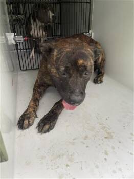 A659209 -  Pit Bull Terrier Dog for Adoption in Houston, Texas - A659209 | PetCurious