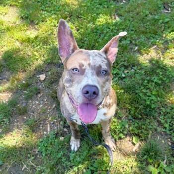 Rescue Mixed Breed Dogs for Adoption in West Chester, Pennsylvania - Scrappy Doo | PetCurious