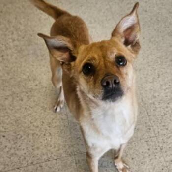 Luigi -  Chihuahua and Mixed Breed Dog for Adoption in Fort Collins, Colorado - Luigi | PetCurious