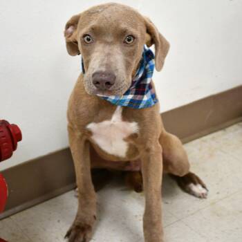 Lestat -  Weimaraner Dog for Adoption in Beaumont, Texas - Lestat | PetCurious