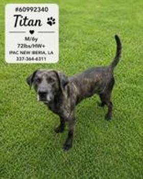 Titan -  Mixed Breed and Catahoula Leopard Dog Dog for Adoption in New Iberia, Louisiana - Titan | PetCurious