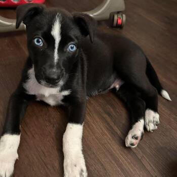 Hudson -  Australian Cattle Dog Blue Heeler Dog Available for Adoption in Greece, New York - Hudson | PetCurious
