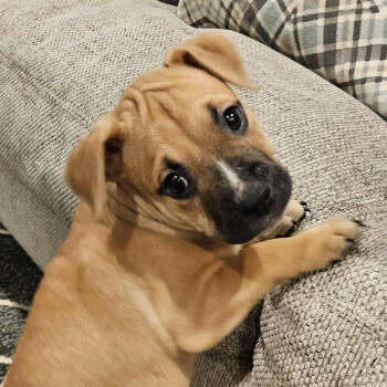 Rescue Mixed Breed Dogs for Adoption in Huntsville, Arkansas - Mark | PetCurious