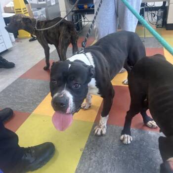 Mixed Breed Dogs Available for Adoption in Philadelphia, Pennsylvania - Gandalf | PetCurious