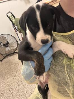Jon -  Pit Bull Terrier Dog for Adoption in Vancouver, Washington - Jon | PetCurious