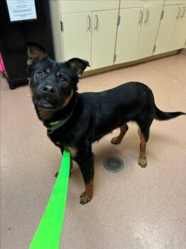German Shepherd Dog and Rottweiler Dogs Available for Adoption - MAJOR | PetCurious