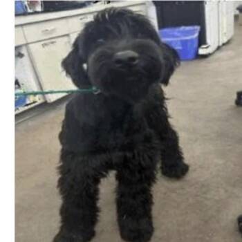 Giant Schnauzer Dogs Available for Adoption in Parker, Colorado - 465 (2026) Treasury | PetCurious