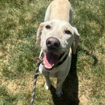 Rescue Yellow Labrador Retriever and Hound Dogs for Adoption in Mahwah, New Jersey - Tony | PetCurious