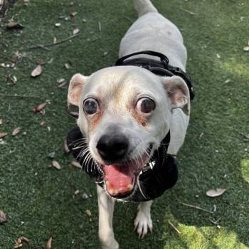 Billy -  Chihuahua Dog for Adoption in Lakeland, Florida - Billy | PetCurious