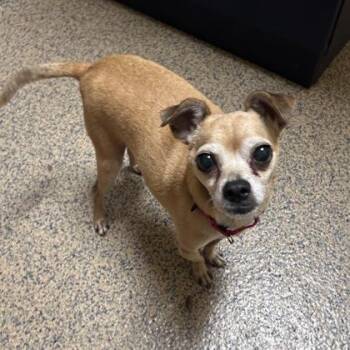Tiny -  Chihuahua and Mixed Breed Dog for Adoption in Merriam, Kansas - Tiny | PetCurious