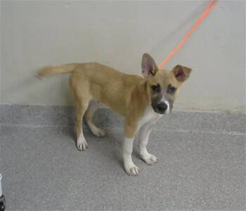 Rescue Labrador Retriever and Mixed Breed Dogs for Adoption in Pasadena, Texas - SCUBBY | PetCurious