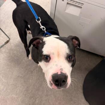 Tiki -  Mixed Breed Dog for Adoption in Philadelphia, Pennsylvania - Tiki | PetCurious