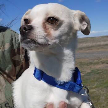 Chihuahua Dogs Available for Adoption - Draco | PetCurious