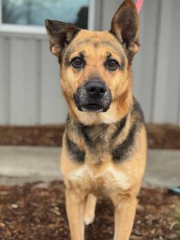 German Shepherd Dog and Mixed Breed Dogs Available for Adoption in Benton Harbor, Michigan - Vallley | PetCurious