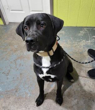 Brix -  Mixed Breed Dog Available for Adoption in Point Pleasant, West Virginia - Brix | PetCurious