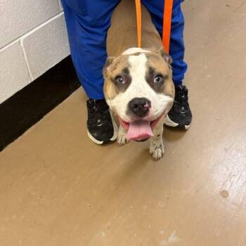 Gomez(kratoz) -  Pit Bull Terrier Dog for Adoption in Gadsden, Alabama - Gomez(kratoz) | PetCurious