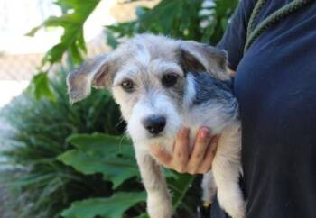 June -  Terrier and Mixed Breed Dog for Adoption in Brunswick, Georgia - June | PetCurious