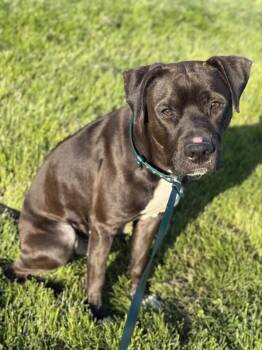 Pit Bull Terrier Dogs Available for Adoption in Lancaster, Ohio - E.B. | PetCurious