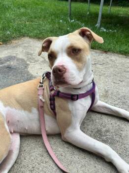 American Staffordshire Terrier Dogs Available for Adoption in Pierceton, Indiana - Angel | PetCurious