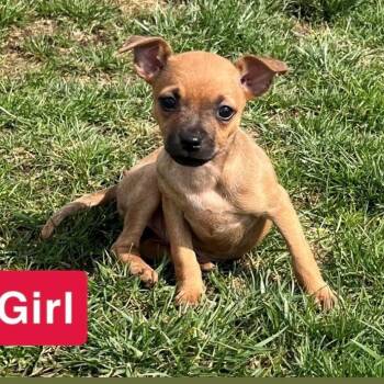 Mixed Breed Dogs Available for Adoption in Kittanning, Pennsylvania - Burdette 4 | PetCurious