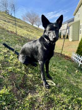 Rescue German Shepherd Dog Dogs for Adoption in Maple Glen, Pennsylvania - Denny | PetCurious