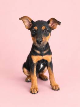 Starbucks: Caramel Macchiato -  German Shepherd Dog Dog for Adoption in Palo Alto, California - Starbucks: Caramel Macchiato | PetCurious