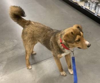 Rescue Australian Shepherd Dogs for Adoption in Chinle, Arizona - Nougat | PetCurious